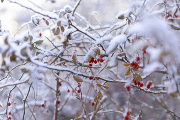 Snow-covered tree branch background