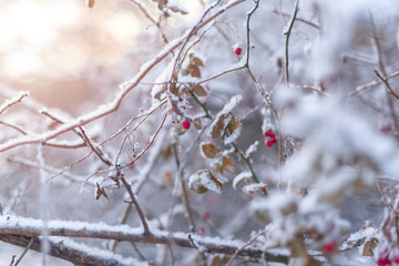 Snow-covered tree branch background