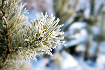 Pine branches covered with hoarfrost