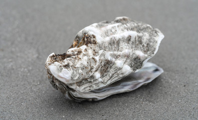 Pazifische Auster am Strand