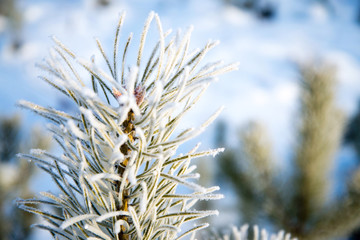 Pine branches covered with hoarfrost