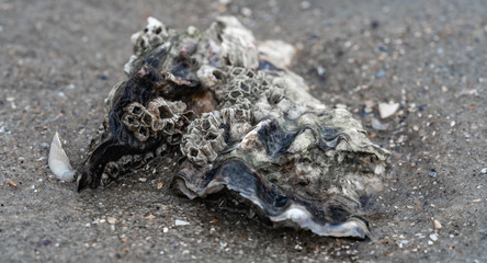 Pazifische Auster am Strand