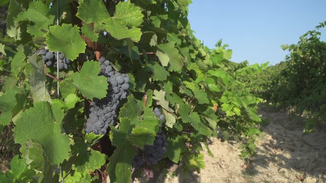 Ripe red wine grapes at a vineyard in southern France Languedoc La Clape region