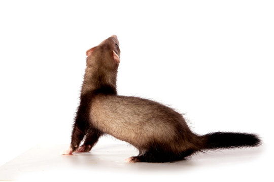 373 Best Furet Images Stock Photos Vectors Adobe Stock