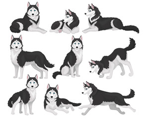 Collection of Siberian Husky in various poses, white and black purebred dog animal with blue eyes vector Illustration on a white background © Happypictures