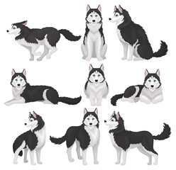 Siberian Husky set, white and black purebred dog animal in various poses vector Illustration on a white background © Happypictures