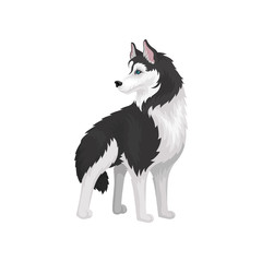 Siberian Husky, white and black purebred dog animal vector Illustration on a white background