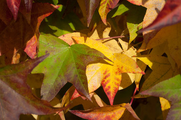 Fototapeta premium Red leaves in autumn season