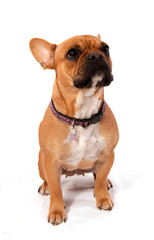 chiot bouledogue français assis