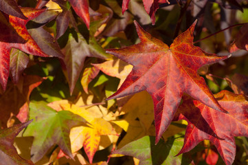 Red leaves in autumn season