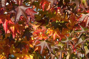 Red leaves in autumn season