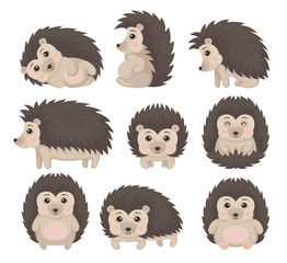 Cute hedgehog in various poses set, lovely prickly animal cartoon character vector Illustration on a white background © Happypictures