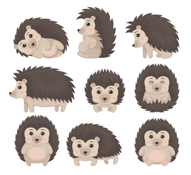 Hedgehog Cartoon Images – Browse 34,316 Stock Photos, Vectors, and Video |  Adobe Stock