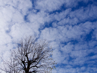 ほぼ落葉した木と冬空（白雲多め）