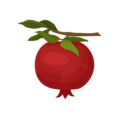 Red ripe pomegranate hanging on small branch with green leaves. Organic and tasty fruit. Natural food. Flat vector icon
