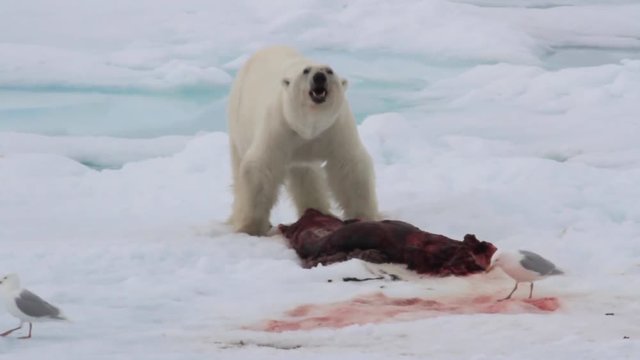 Polar bear feeding from a seal Polar bear eating seal on ice in Spitsbergen Norway