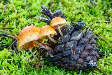 Setas en una pi√±a sobre musgo. Pholiota mixta. Foliota mixta.