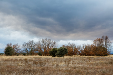 Pradera, robles melojos y encinas en otoño con cielo tormentoso. Quercus pyrenaica. Quercus ilex.