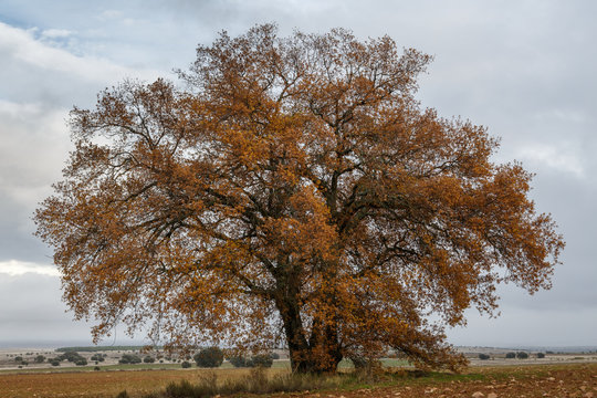 Roble carrasqueño en otoño con hojas marrones. Quejigo. Quercus faginea.