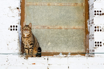 Gato bengal√≠ sentado en el borde de una ventana. Felis catus prionailurus bengalensis.