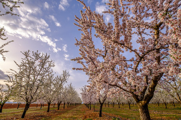 Amandiers en fleurs, coucher de soleil. Provence, France.