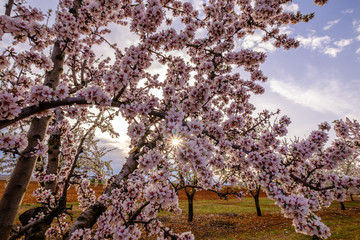 Amandiers en fleurs, coucher de soleil. Provence, France.