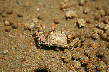 crab, 게, 갯벌