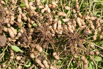 Field of peanuts