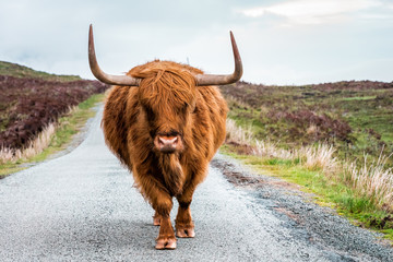  Scottish Highland Cattle bull with big horns stands on a street in Scottish Highlands, Scotland,...