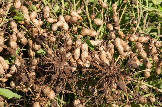 Field of peanuts