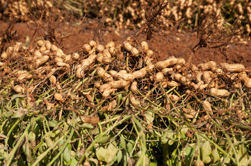 Field of peanuts