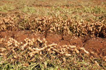 Field of peanuts