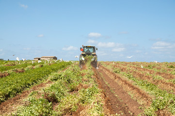 Fototapeta premium Tractor in Peanuts field