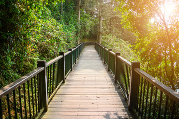 wooden pathway or wooden bridge among the tree in tropical forest with sunset background, concept the way of success, sun-moon lake, Taiwan