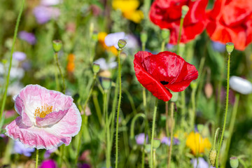 spring meadow with poppies