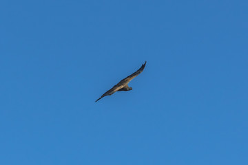 The big bend of the Condor