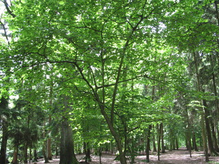 Fototapeta premium Fotosafari durch Ellerbek