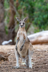 Grey kangaroo © Ilya Postnikov
