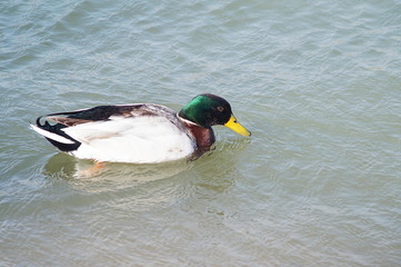 Male mallard in a river