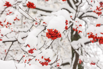 Branches of mountain ash covered with snow