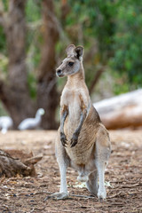 Grey kangaroo © Ilya Postnikov