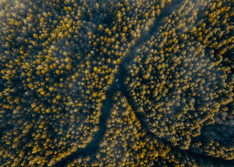 fork in forest road from above