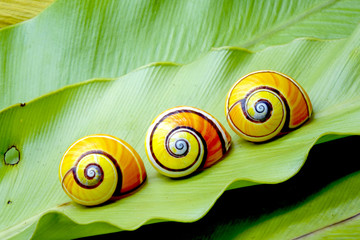 Cuban snail (Polymita picta) : Most colorful land snail from Cuba, Painted snail on green fern leaf. © Cheattha