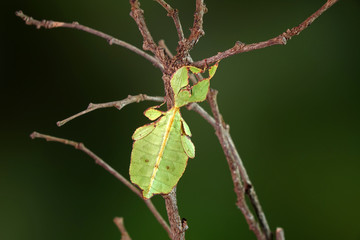 Leaf insect (Phyllium westwoodii),  Green leaf insect or Walking leaves are camouflaged to take on the appearance of leaves in spring season, rare and protected. Selective focus, blurred background.