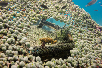 Koh Tao coral and fish