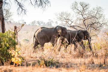 Fototapeta premium Wild Elephants in Krueger National Park, South Africa - Big 5 animals in their natural environment protected in the nature reserve, elephant family and baby drinks at the waterhole on safari