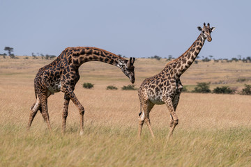 Male Masai giraffe bends to sniff female