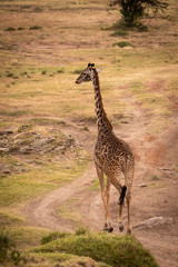 Masai giraffe walks down track on savannah