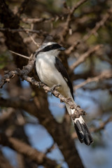 Northern white-crowned shrike perched in whistling thorn