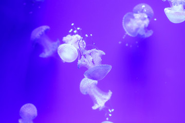 Group of jellyfish in underwater